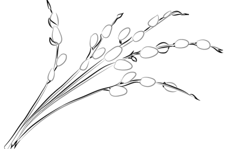 Рисование вербы