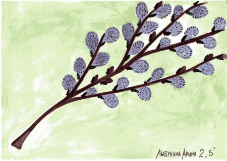 Веточки вербы рисунок карандашом для детей
