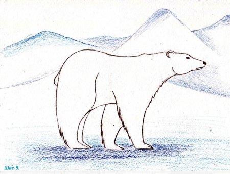 Тюлень рисунок карандашом