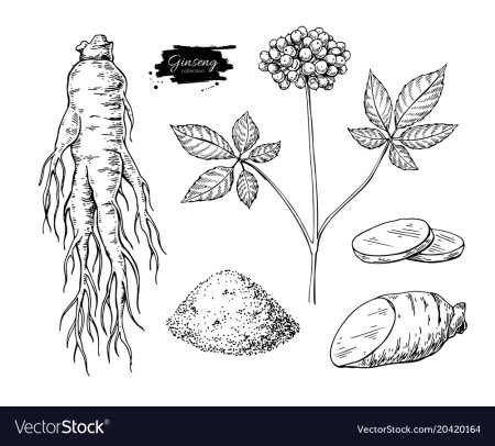 Panax Ginseng Фармакогнозия