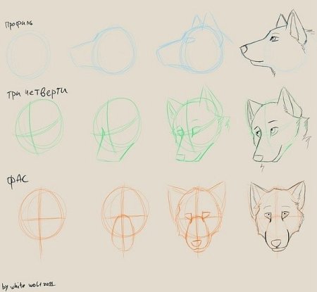Голова волка для рисования