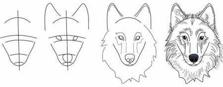 Поэтапное рисование морды волка