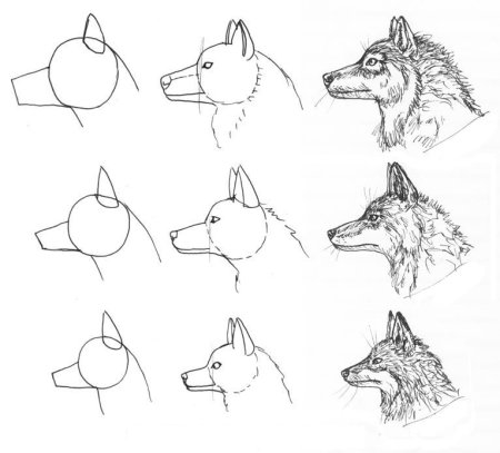Волк для рисования