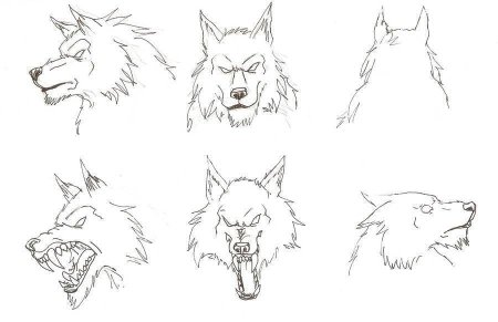 Волк для рисования