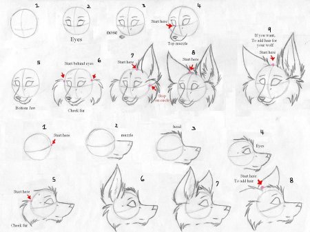 Поэтапное рисование волка