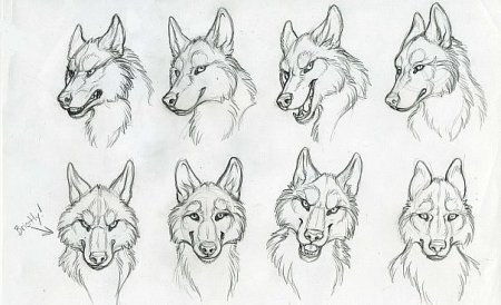 Морда волка рисунок карандашом
