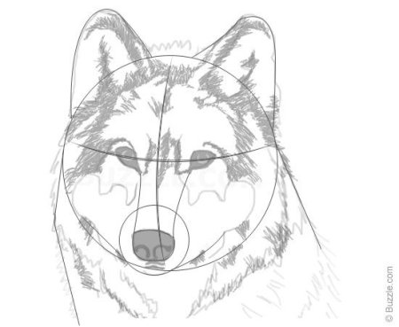 Лиса анатомия морды