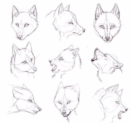 Как нарисовать мордочку лисы поэтапно