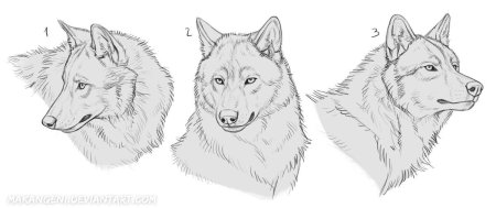 Голова волка пошагово