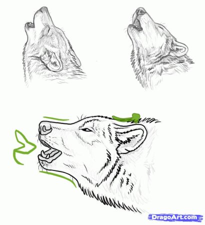 Как рисовать голову волка