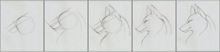 Как рисовать волка