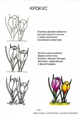 Поэтапное рисование весенних цветов