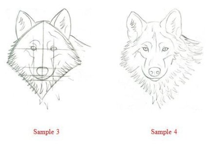Морда волка рисовать пошагово
