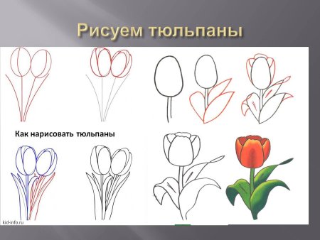 Этапы рисования цветов