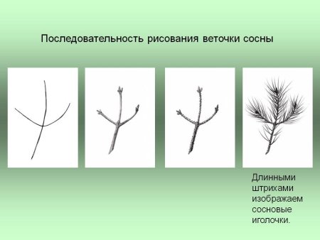 Рисование с натуры. Ветка ели (сосны).