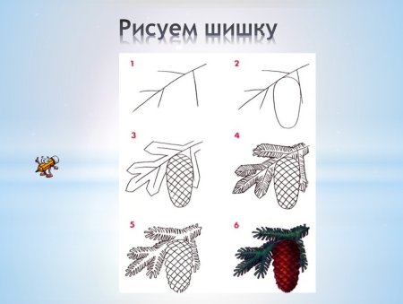 Как нарисовать шишку