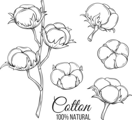 Фазы развития хлопчатника