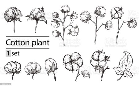 Ветка хлопка