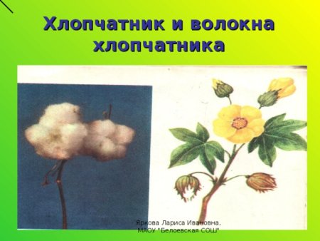 Хлопок иллюстрация
