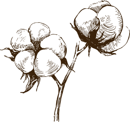 Хлопчатник Ботанический рисунок