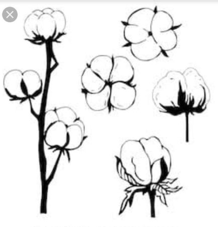 Хлопчатник Ботаническая иллюстрация