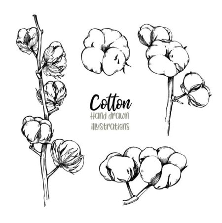 Хлопчатник раскраска