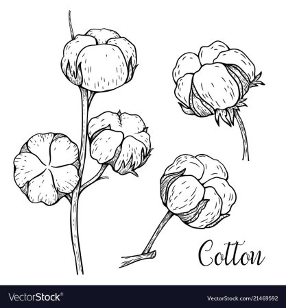 Хлопок для раскрашивания