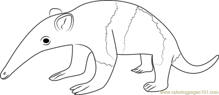Муравьед рисунок