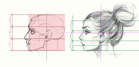 Пропорции портрета человека профиль