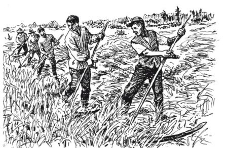 Сенокос рисунок