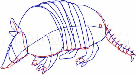 Как нарисовать броненосца поэтапно