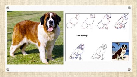 Сенбернар рисунок