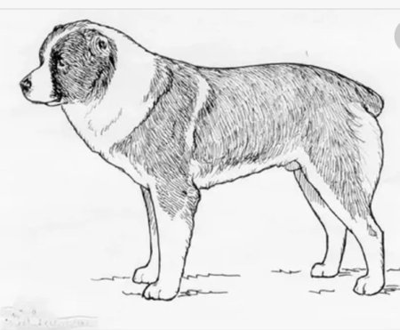 Среднеазиатская овчарка референс