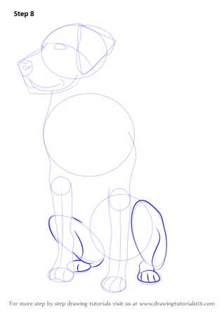 Поэтапное рисование лабрадора