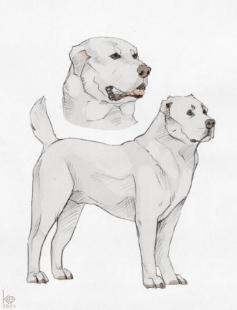 Рисунок собаки алабай