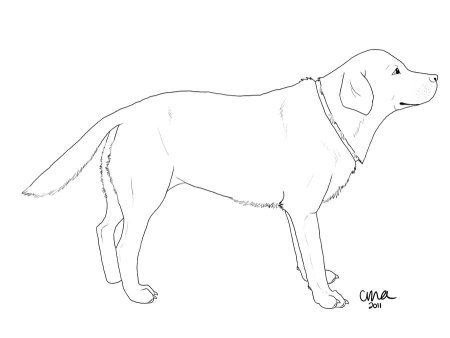 Лабрадор рисунок карандашом