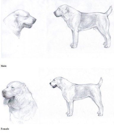 Стандарт среднеазиатской овчарки