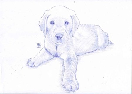 Рисунок лабрадора легкий