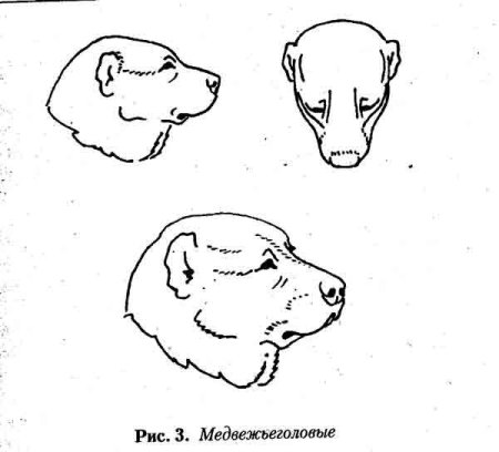 Алабай с медвежьей головой