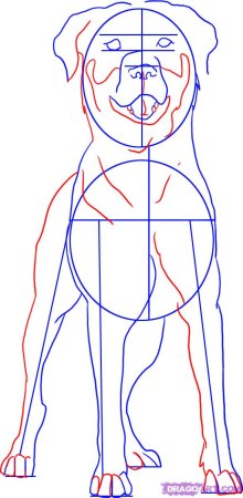 Ротвейлер рисунок карандашом для срисовки