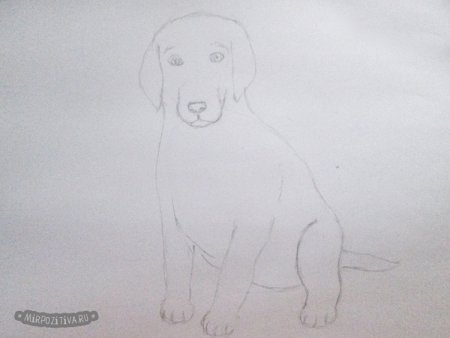 Рисуем алабая поэтапно