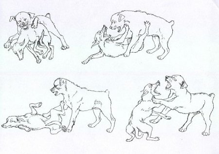 Поэтапное рисование собаки хаски