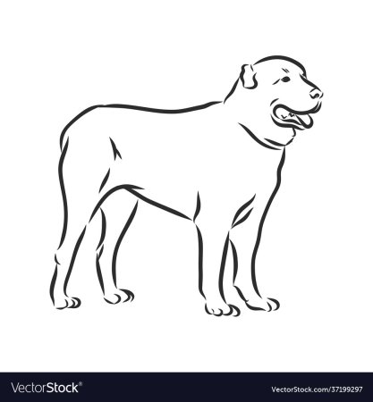 Лабрадор ретривер раскраска