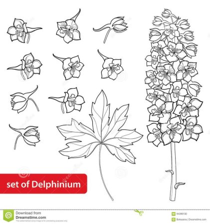 Трафарет цветок дельфиниум