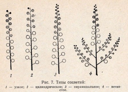 Гиацинт референс