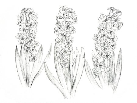 Дельфиниум карандашом