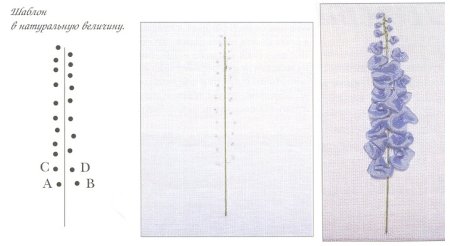 Дельфиниум рисунок