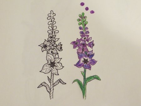 Дельфиниум раскраска