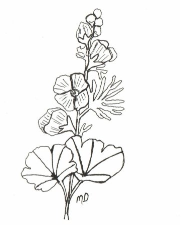 Дельфиниум анатомия цветка