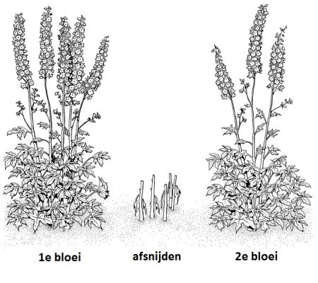 Дельфиниум редкоцветковый